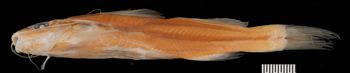 Media type: image;   Ichthyology 4947 Description: photograph;  Aspect: lateral